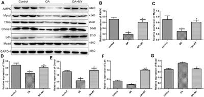 Miya Improves Osteoarthritis Characteristics via the Gut-Muscle-Joint Axis According to Multi-Omics Analyses